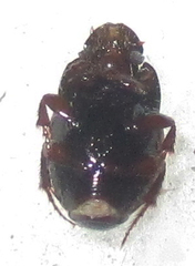Onthophagus rasipennis