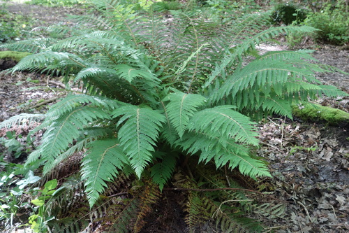 Polystichum setiferum