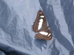 Metamorpha elissa