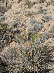 Nolina bigelovii
