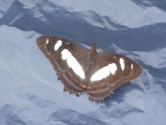 Metamorpha elissa