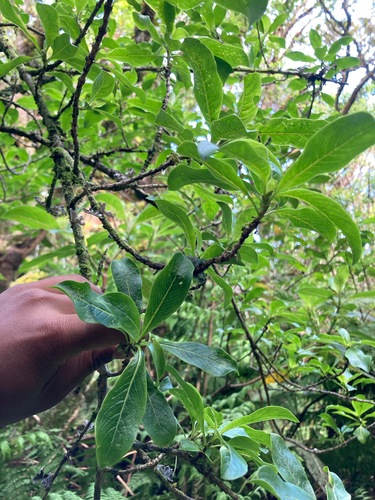 Coprosma waimeae observed 2024-05-23