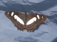 Metamorpha elissa