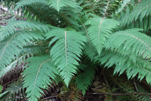 Polystichum setiferum