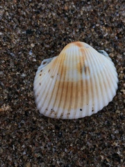 Anadara natalensis