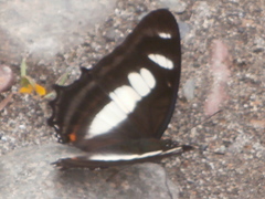 Metamorpha elissa