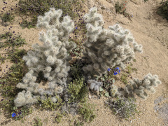 Cylindropuntia chuckwallensis