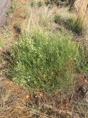 Astragalus lonchocarpus