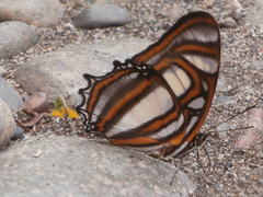 Metamorpha elissa