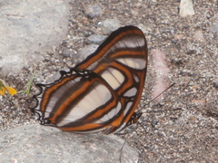 Metamorpha elissa
