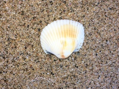 Anadara natalensis