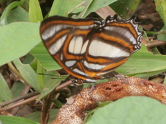 Metamorpha elissa