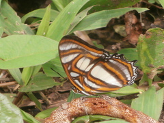 Metamorpha elissa