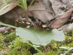 Metamorpha elissa