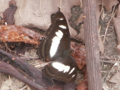 Metamorpha elissa