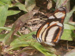Eresia