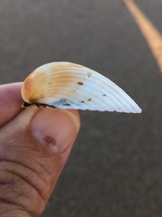 Anadara natalensis