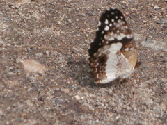 Castilia