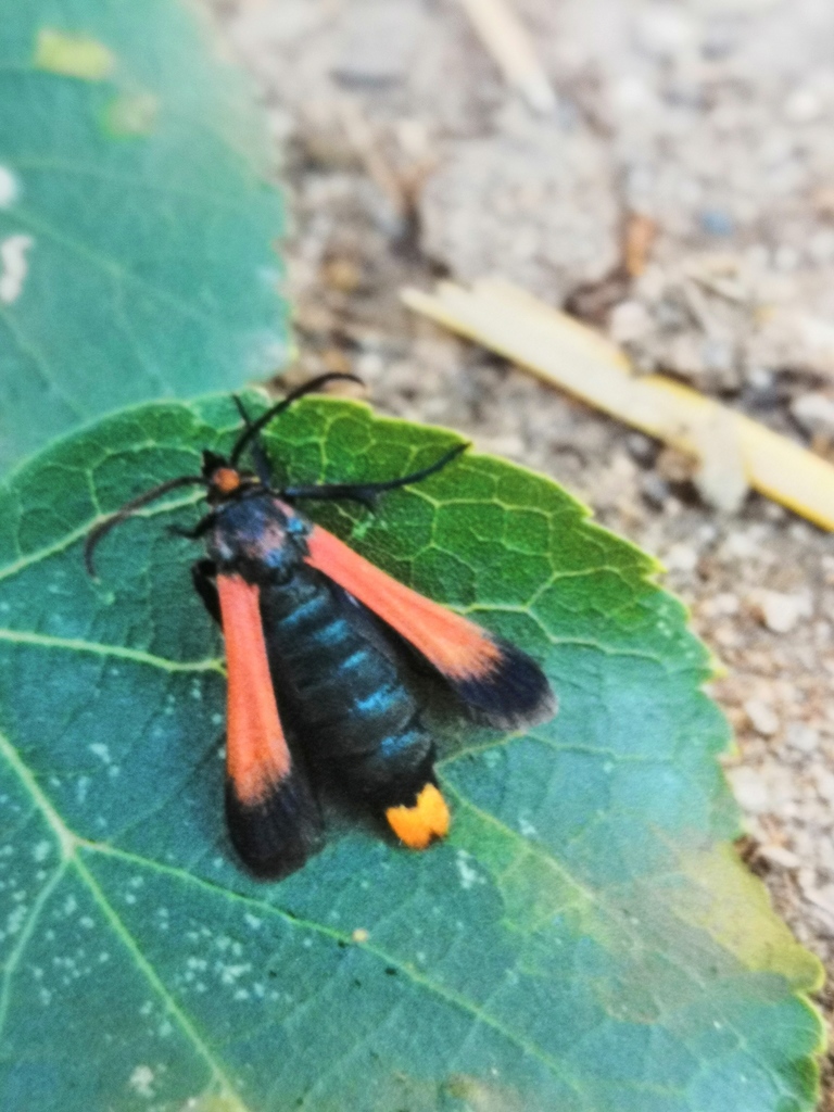 Bembecia sanguinolenta