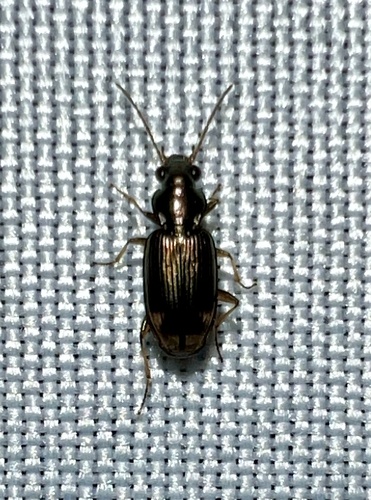 Bembidion rapidum photo 6