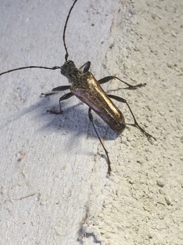 Mottled Longhorned Beetle photo 2