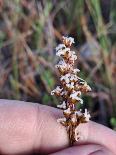 Image of Rhodocoma fruticosa by (c) Eugene Hahndiek, some rights reserved (CC BY-SA)