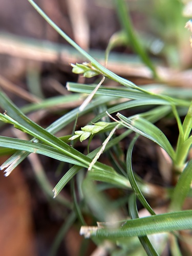 Carex tristachya iNat (1)