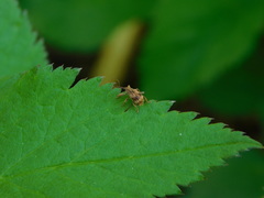 Anthonomus rectirostris