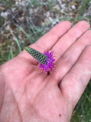 Dalea tenuis