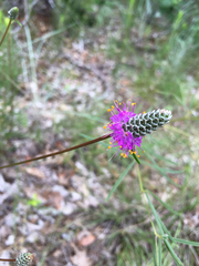 Dalea tenuis