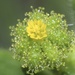 Small Tarweed - Photo (c) nathantay, some rights reserved (CC BY-NC)