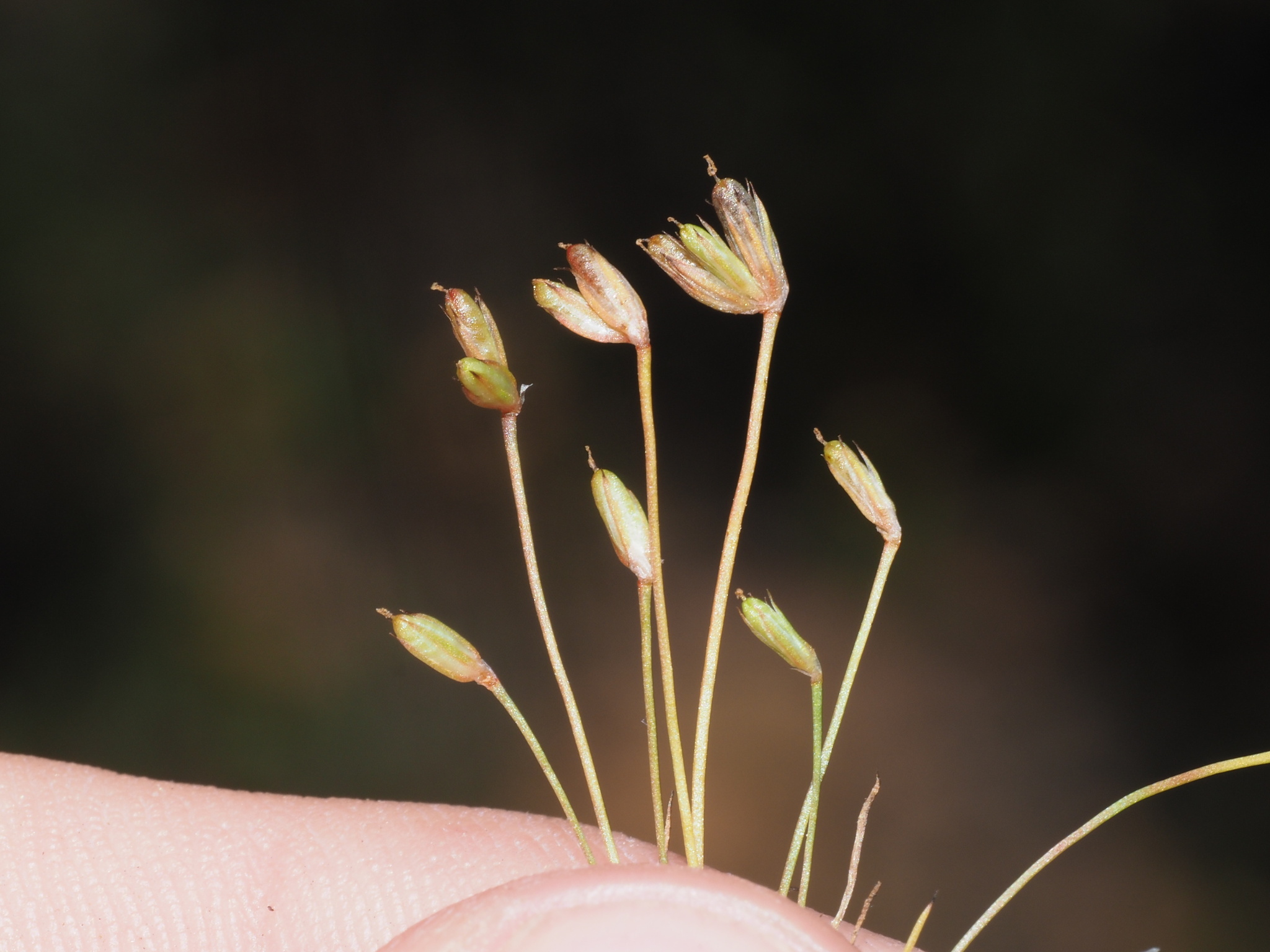 Juncus tiehmii