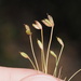 Juncus tiehmii - Photo (c) nathantay, algunos derechos reservados (CC BY-NC)