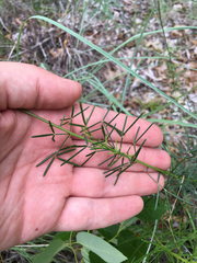 Dalea tenuis