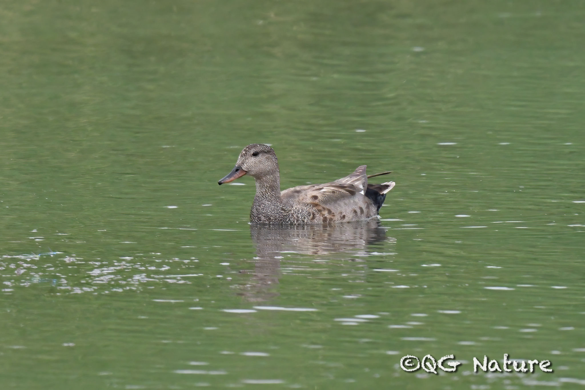 Gadwall