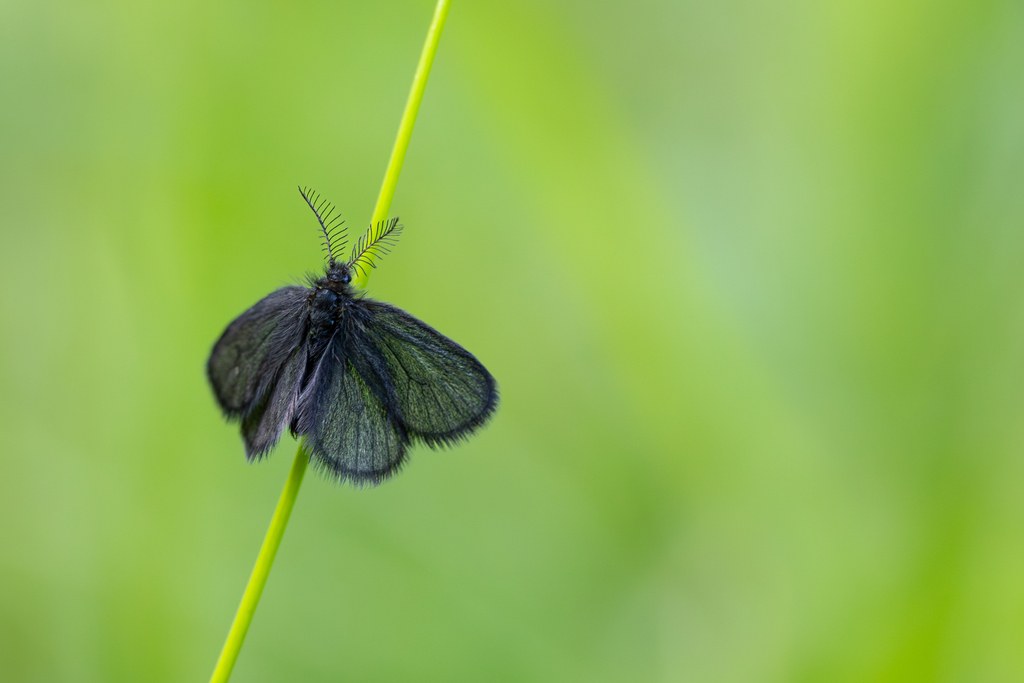 Epichnopteriginae