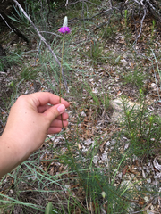 Dalea tenuis