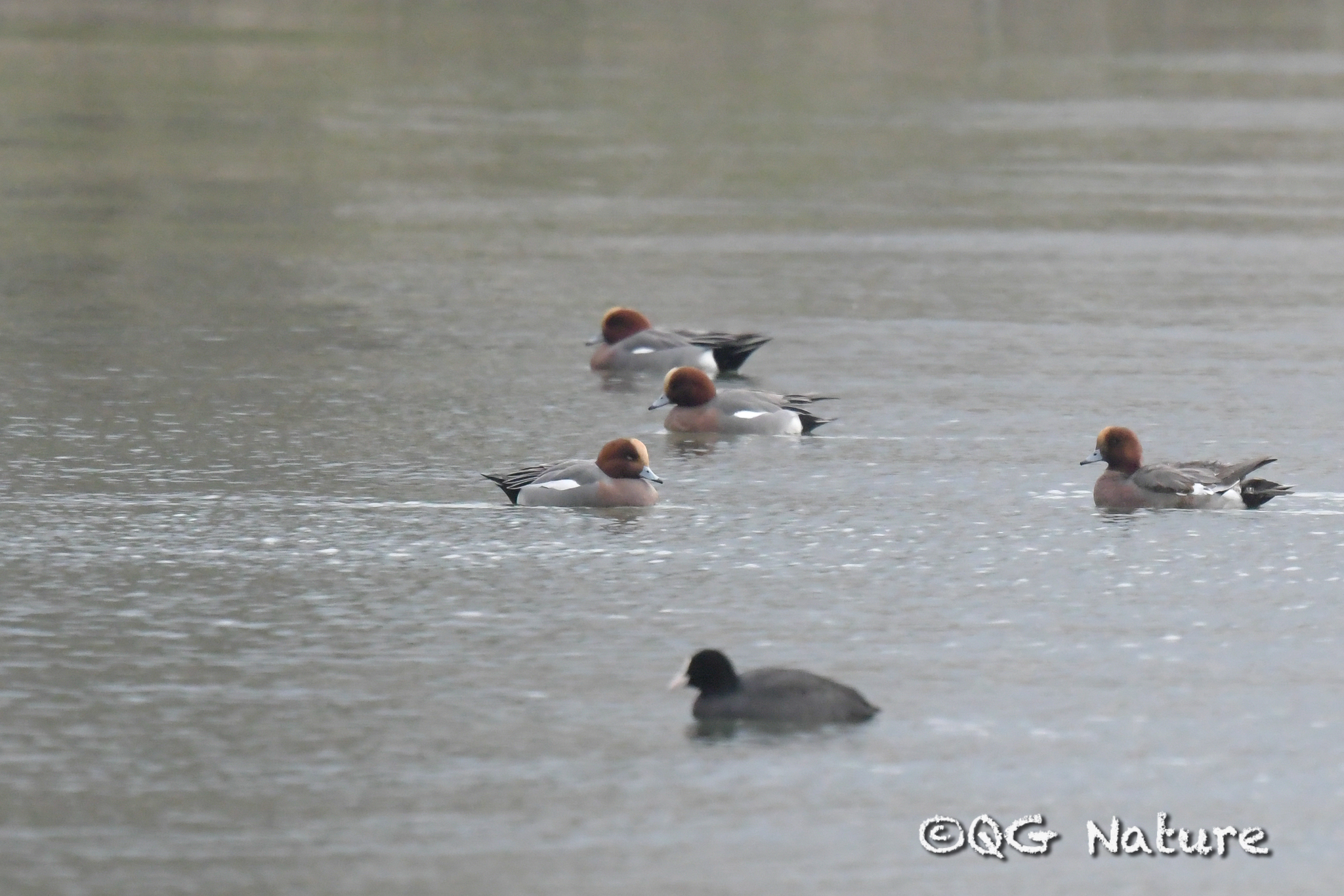Eurasian Wigeon