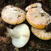 Sunshine Amanita - Photo (c) anonymous, some rights reserved (CC BY-SA)