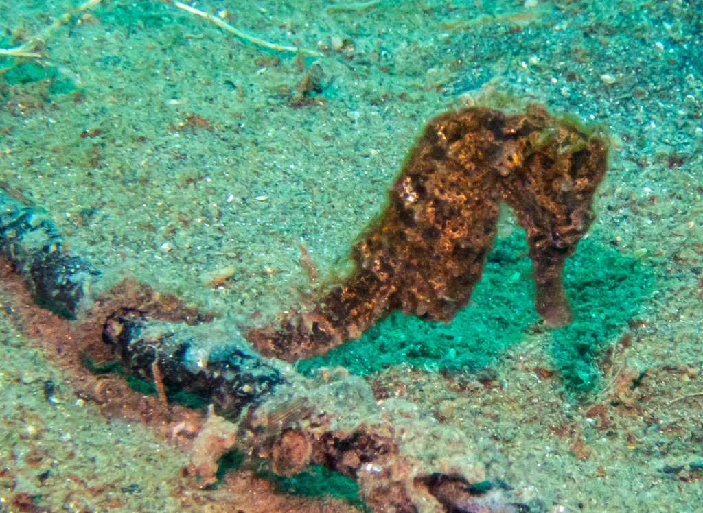 Estuary seahorse on sand beside a sponge