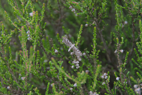 Narrow-winged Pug, Ede, Nederland, photo 10 of 10