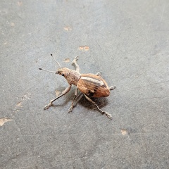 Naupactus glaucus