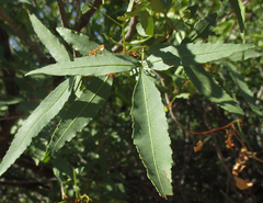 Searsia leptodictya
