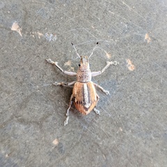 Naupactus glaucus
