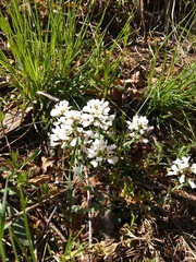 Noccaea fendleri