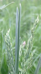 Sitona macularius