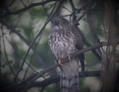 Hierococcyx sparverioides