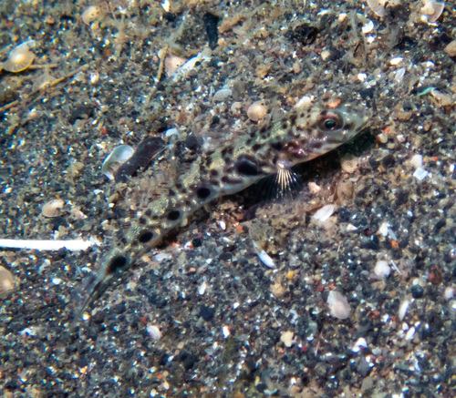 Yellowfoot shrimpgoby