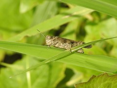 Trilophidia annulata