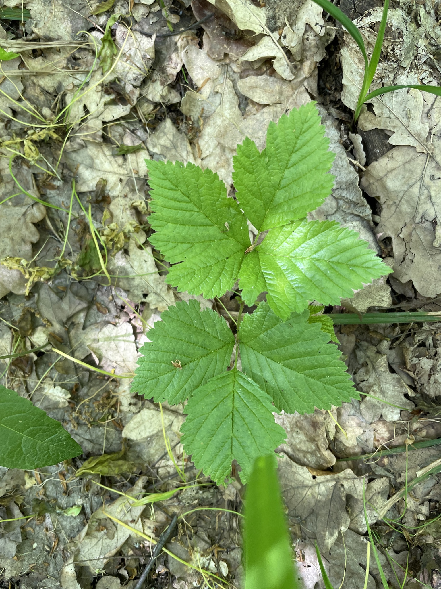 ostružiník skalní (Rubus saxatilis): původ a využití — fotografie 2